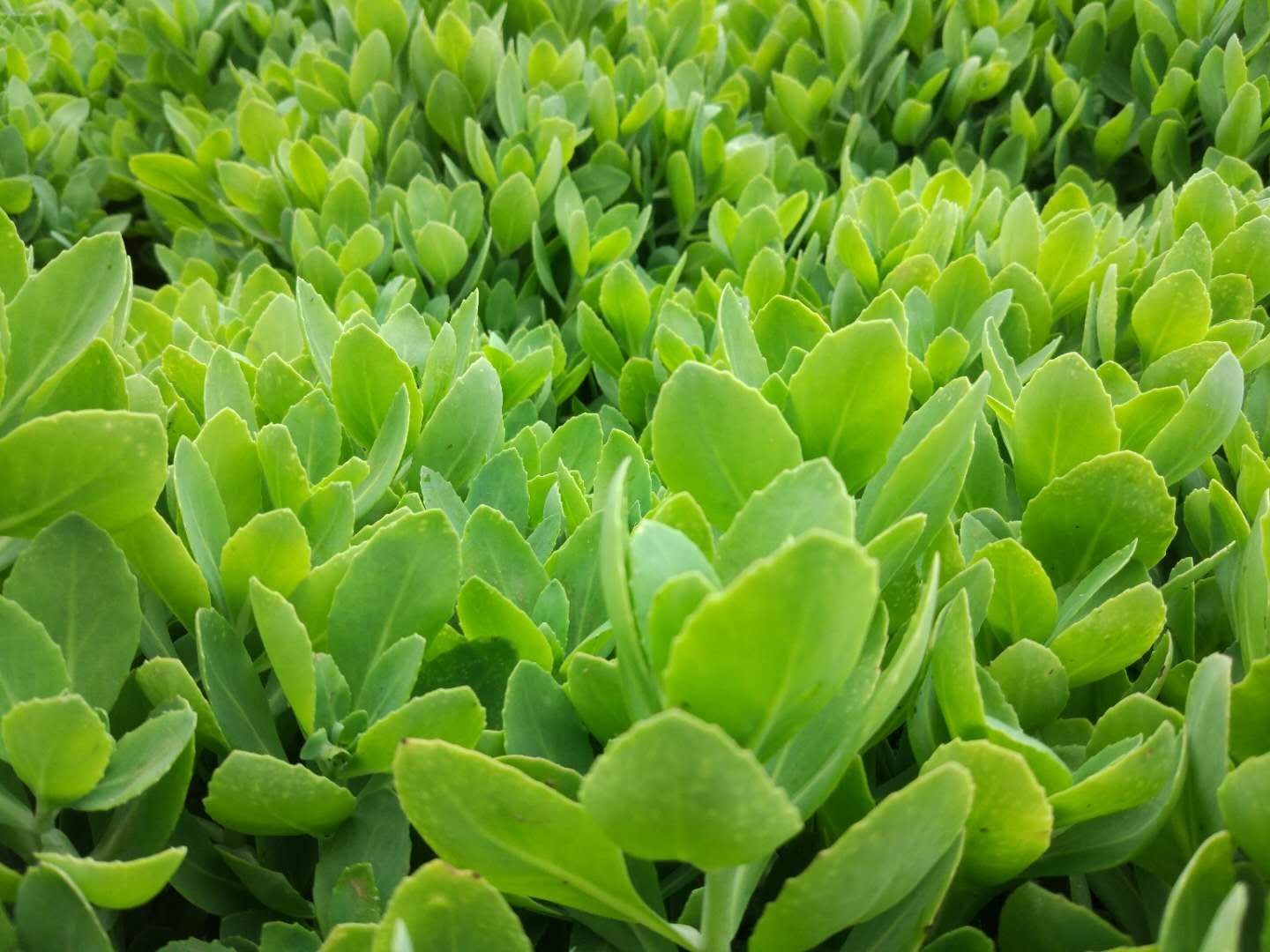 盆栽八宝景天怎么养?附盆栽八宝的生长习性