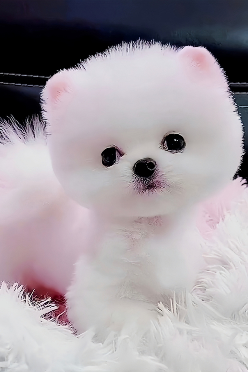 茶杯犬,小巧玲珑,毛茸茸的身体让人忍不住想要抚摸.