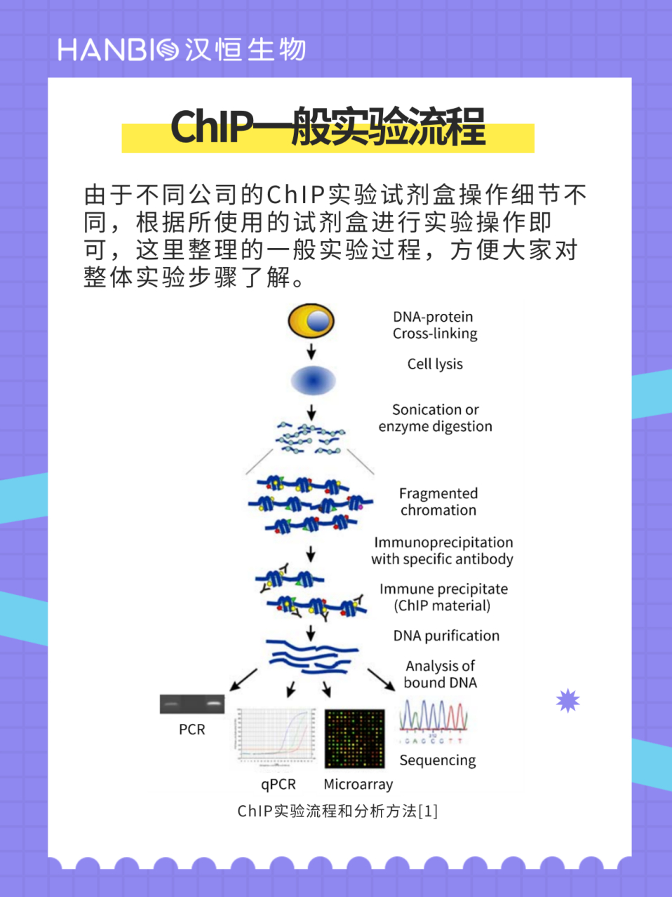 免疫共沉淀流程图图片