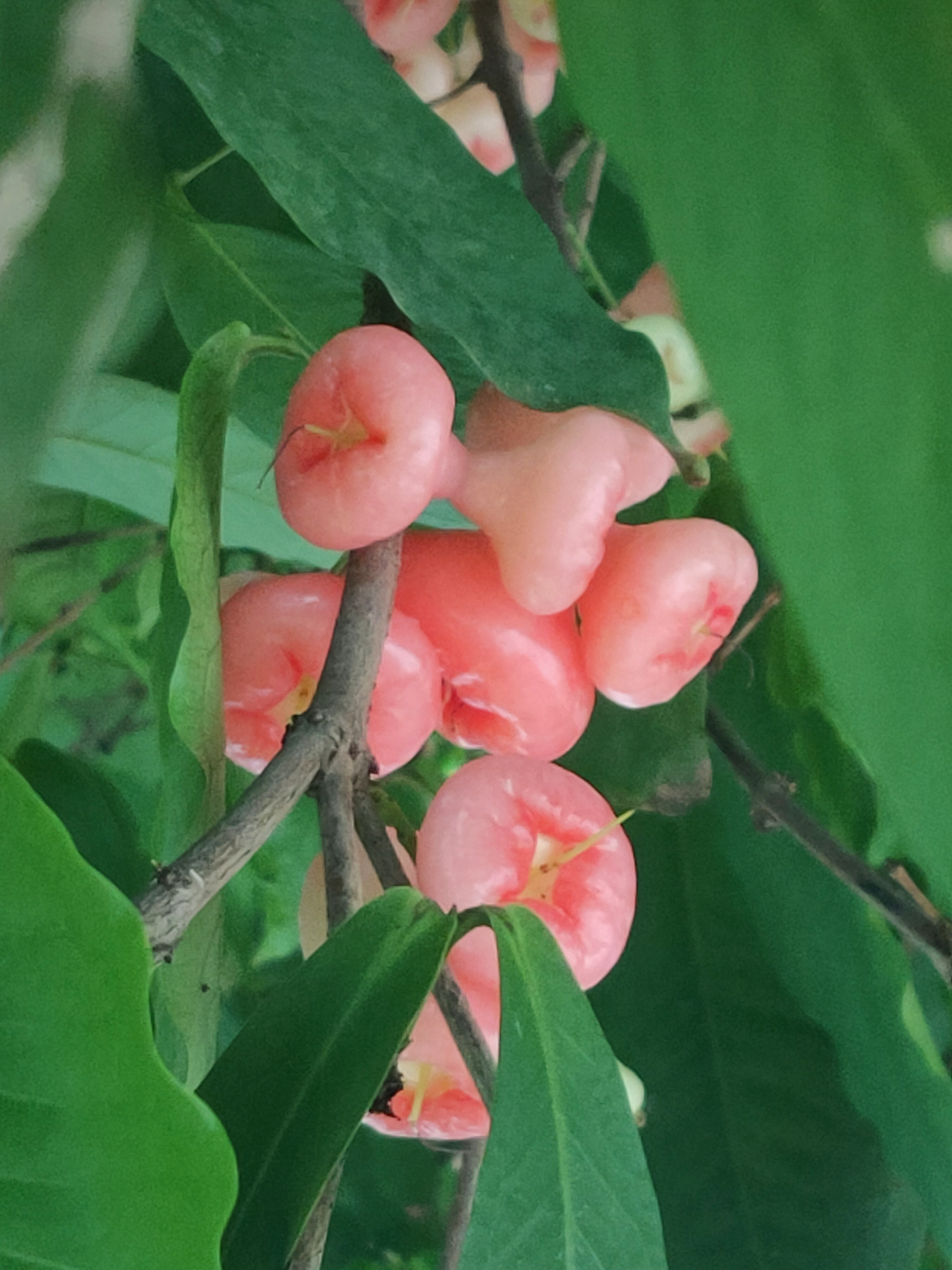 盛夏的果实是什么意思