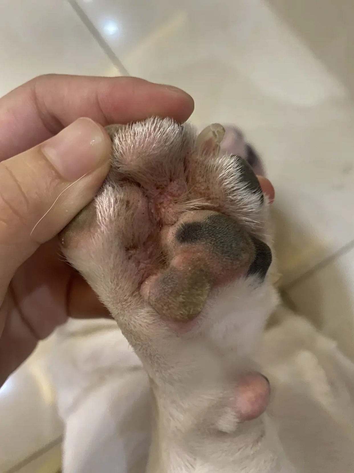 狗狗趾间炎痊愈啦!