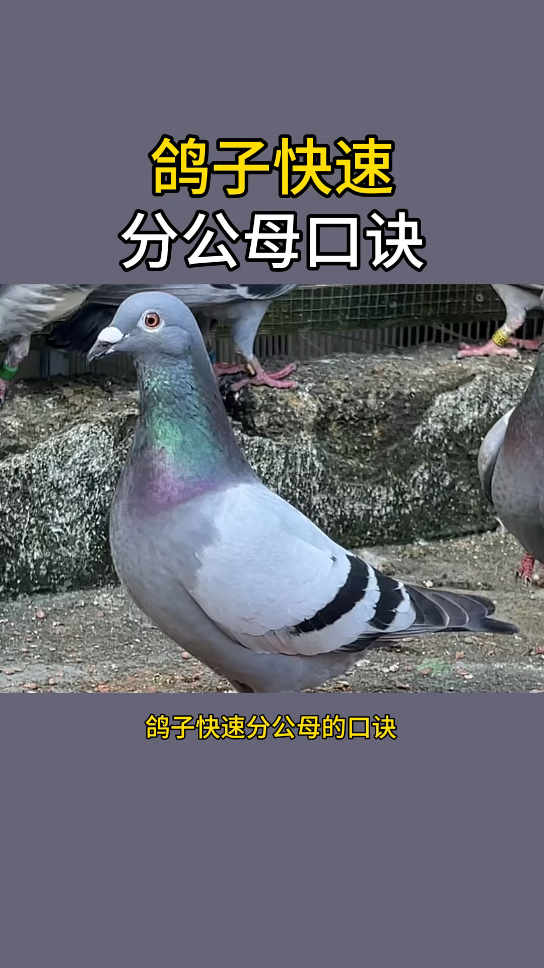 鸽子快速分公母口诀