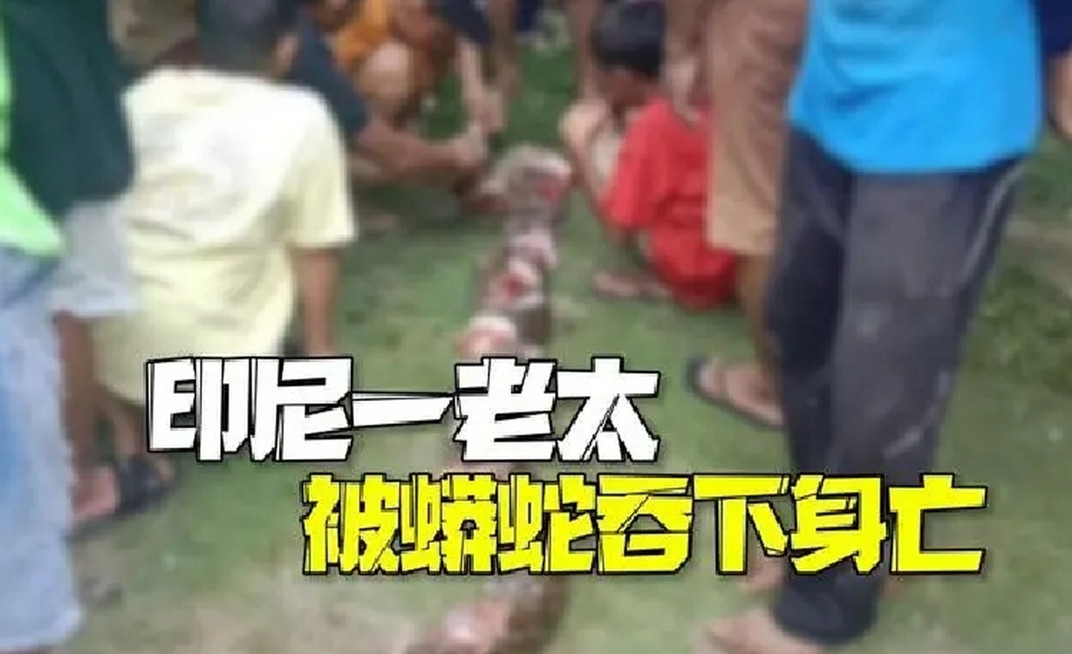 七旬老妇不幸遇害  印尼南苏拉威西省近日发生一起令人震惊的蟒蛇吃人