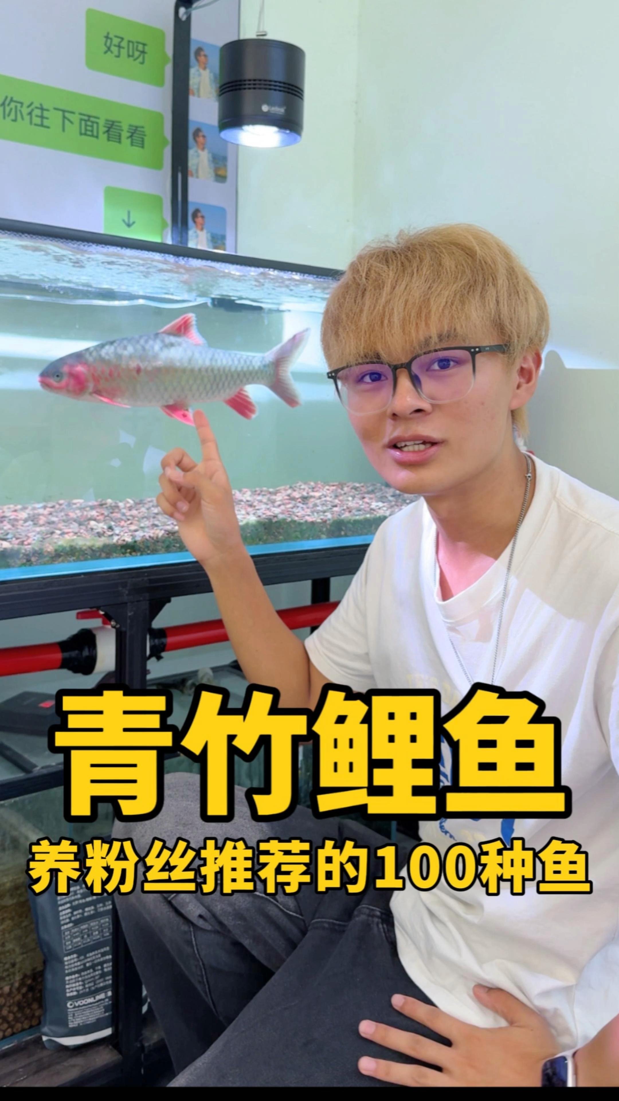 挑战养粉丝推荐的100种鱼之青竹鲤鱼!