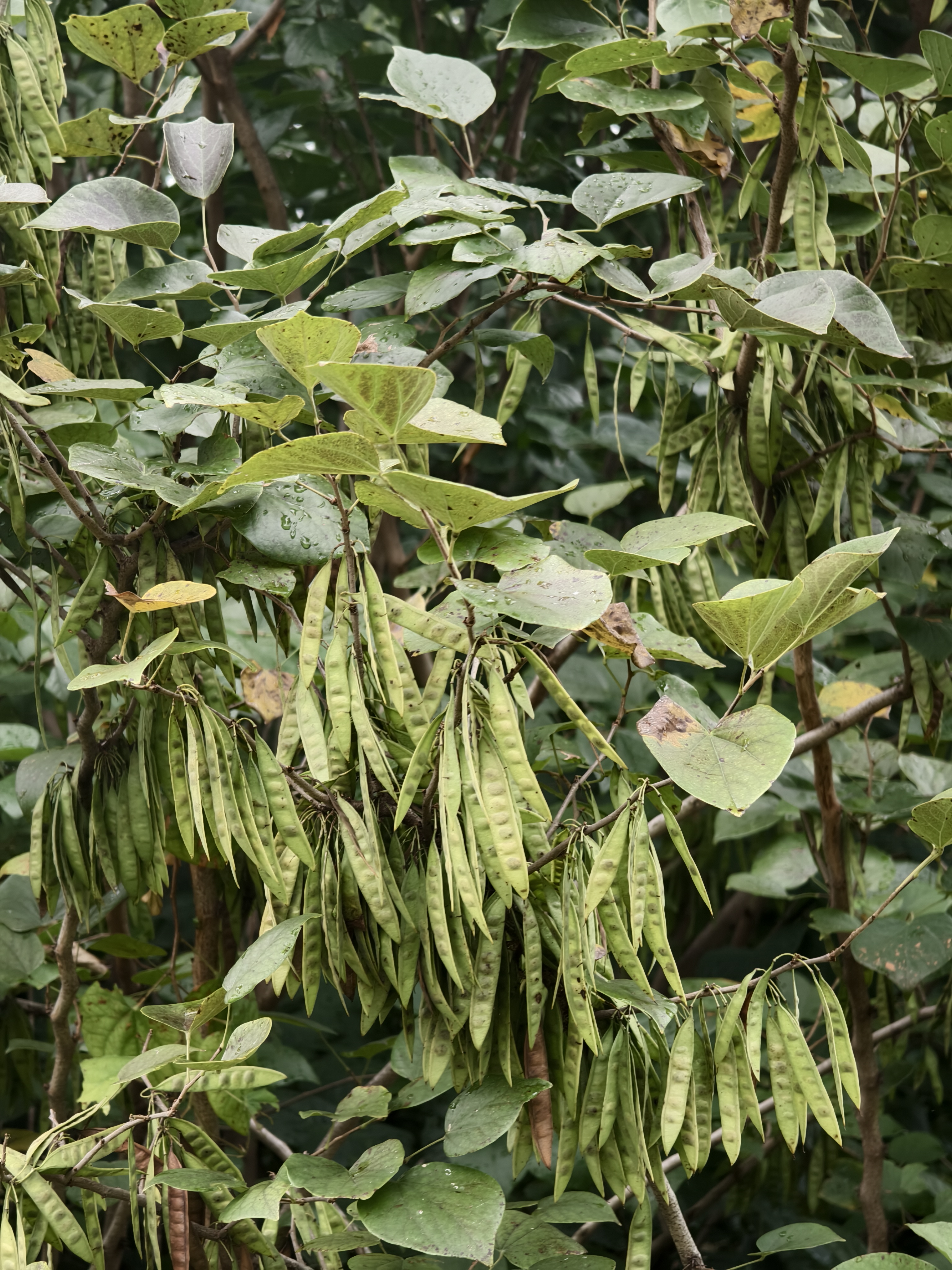 紫荆果实图片图片