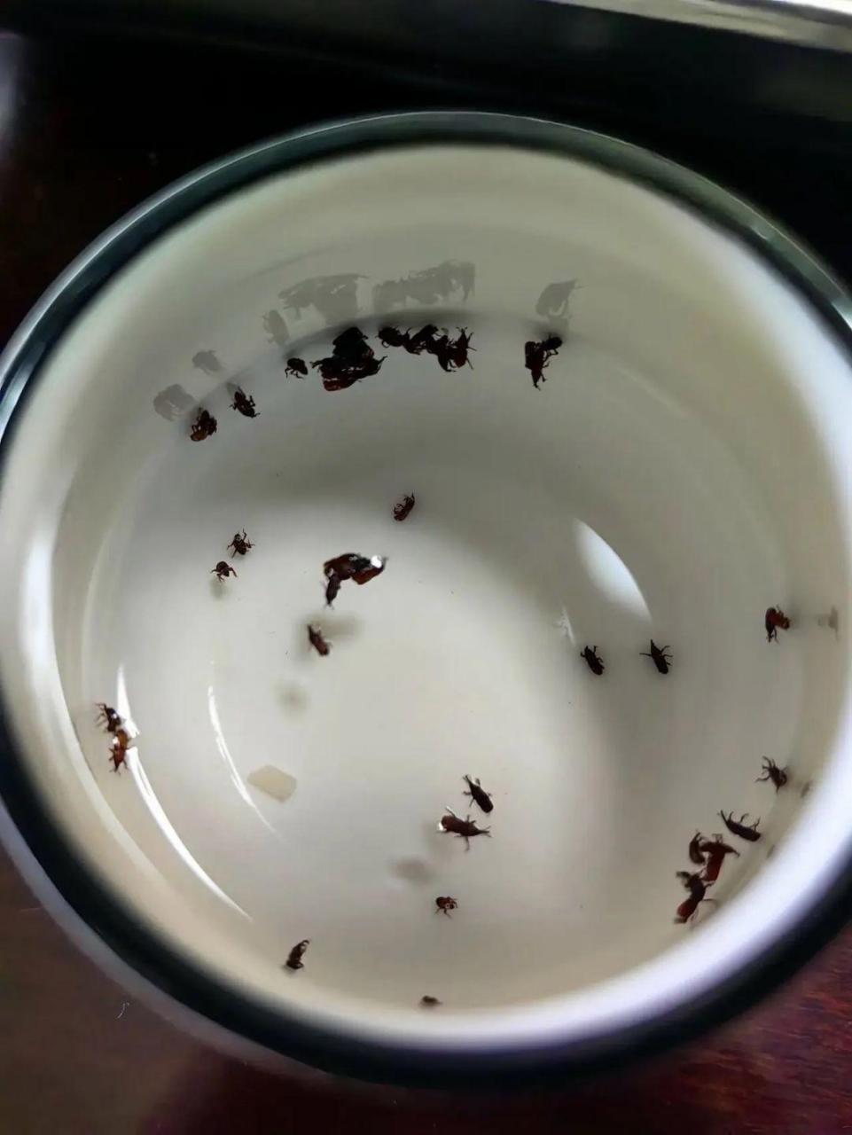 有什么办法可以快速去除米虫吗,各位[泪奔][泪奔][泪奔]