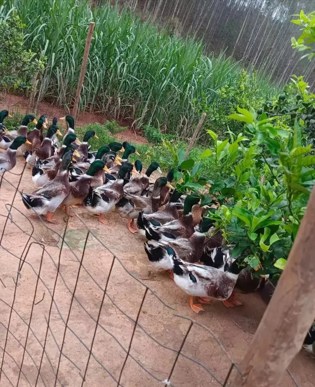吃饭了,我给母亲算了一笔账:1只鸭卖80元,我家今年在果园里养了200只