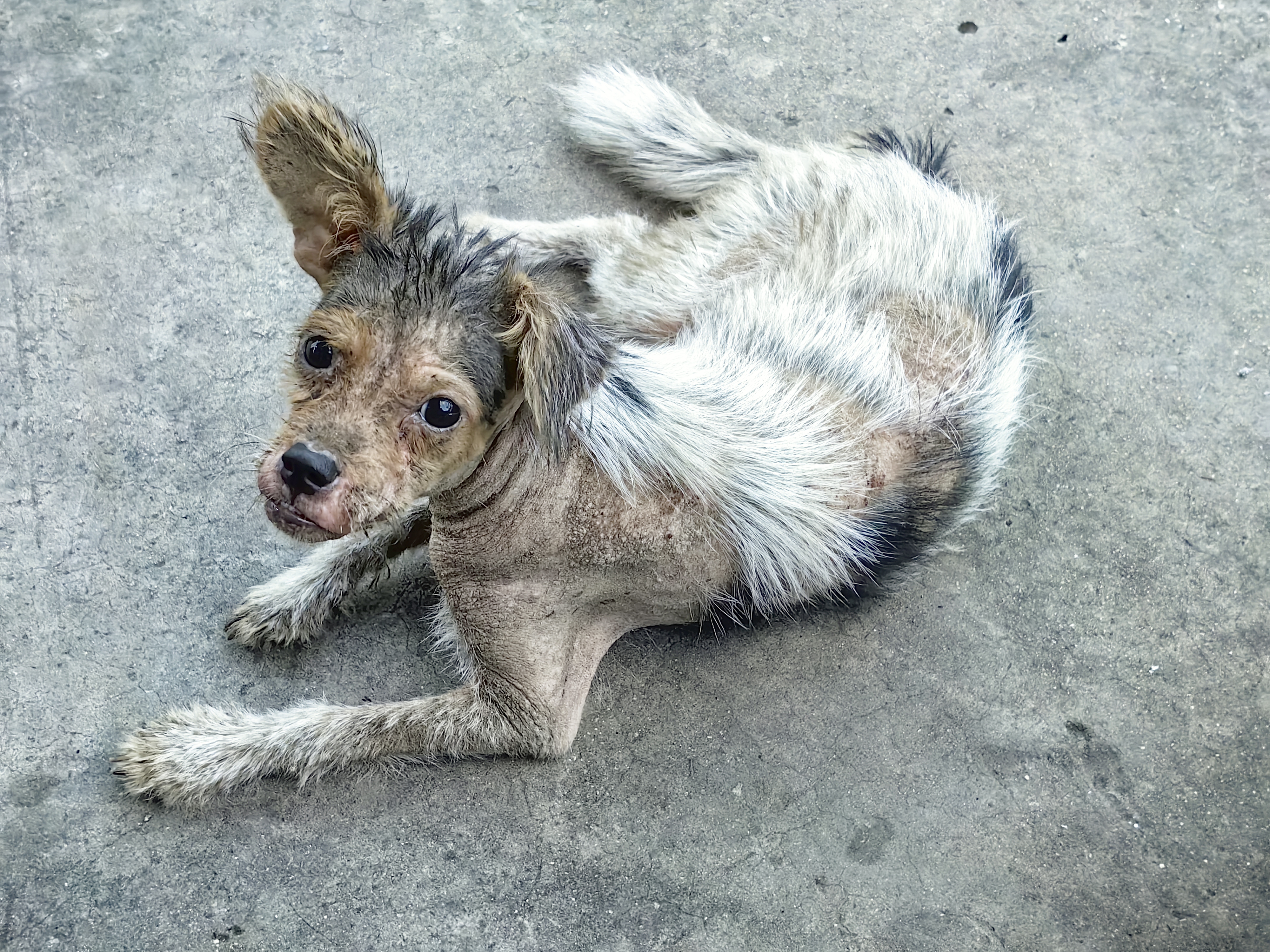 这狗没名字,它小的时候被水淹过两次,差点死了,后