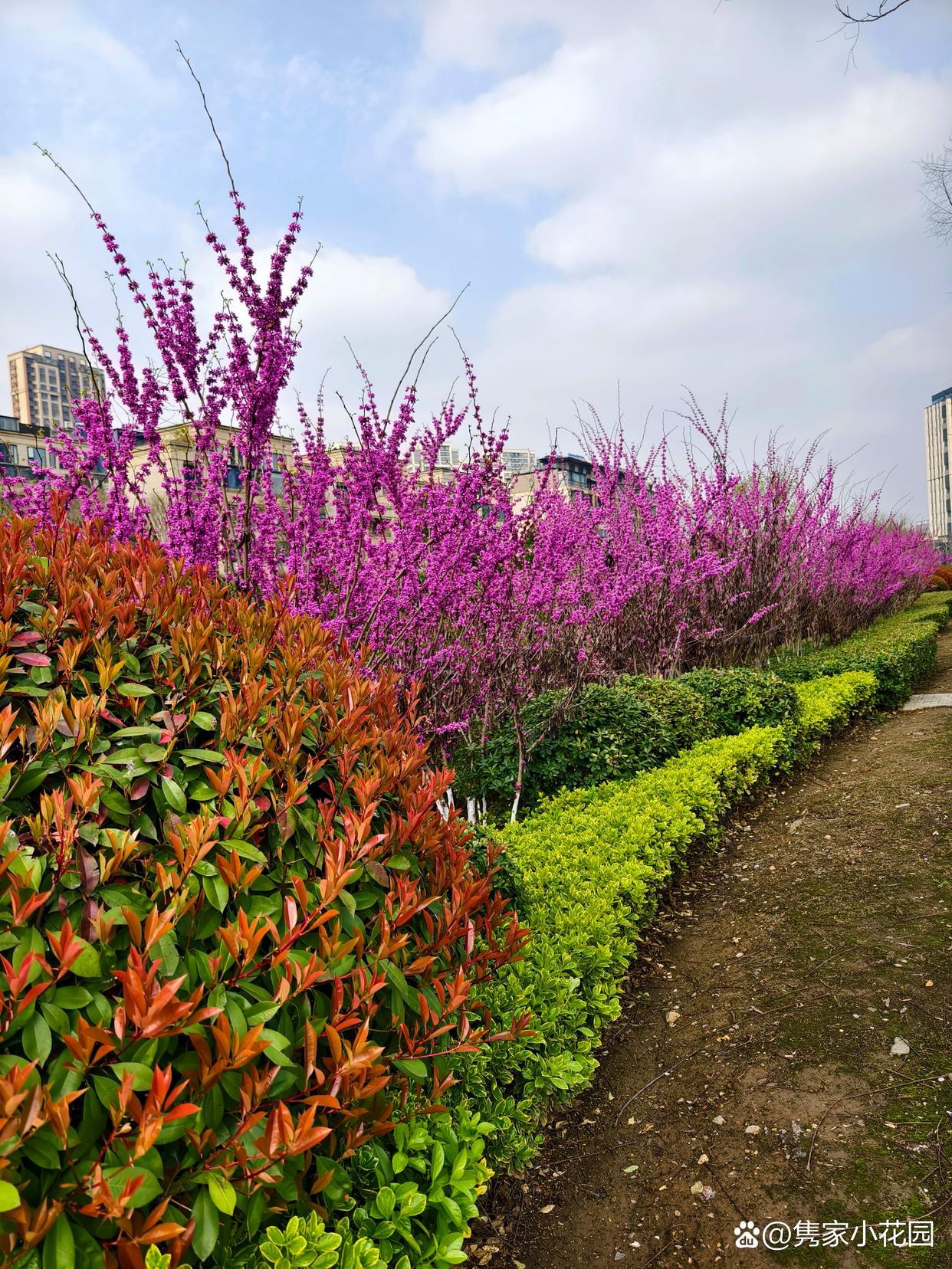 紫荆花荚果图片