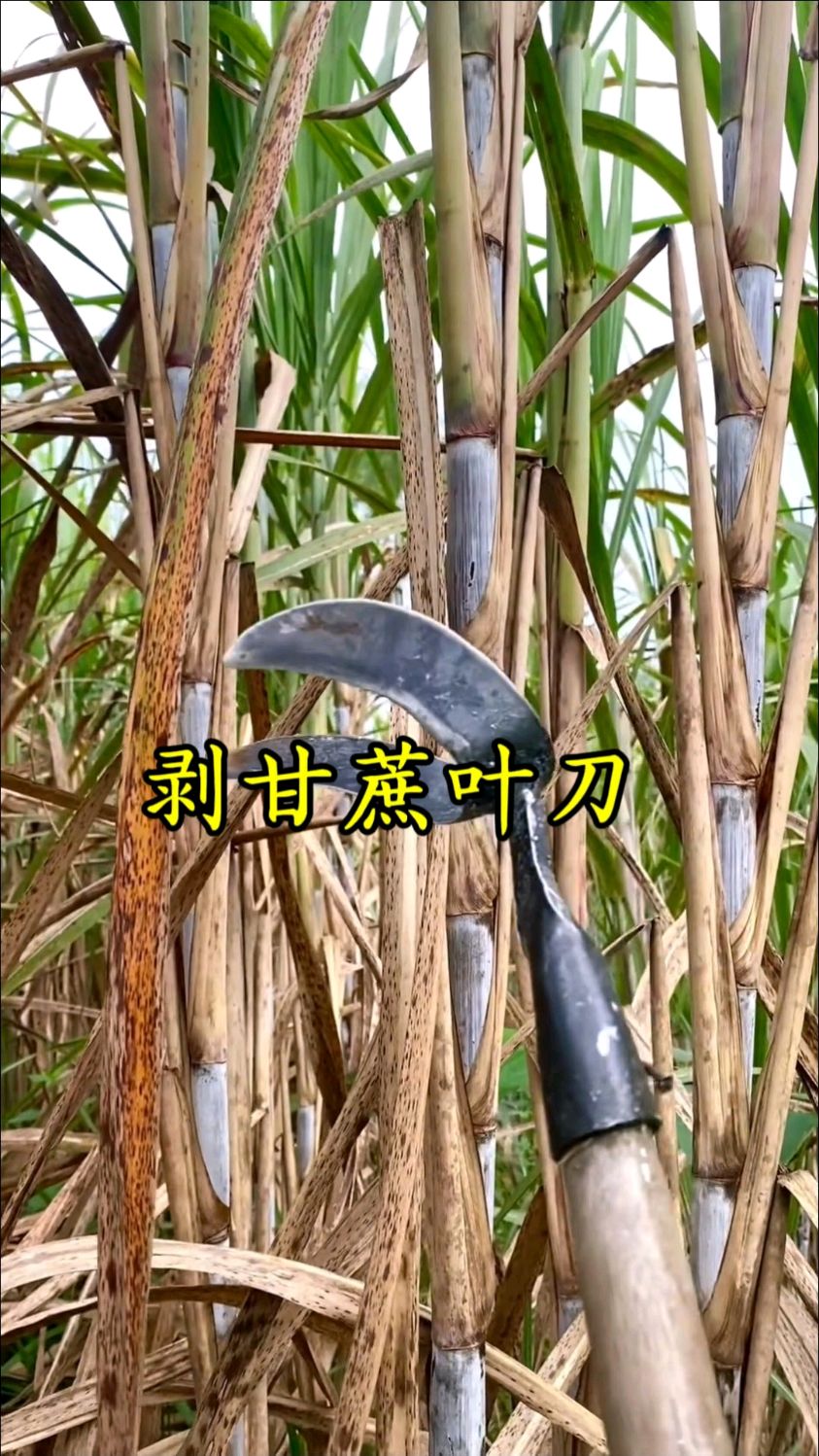 剥甘蔗叶器 甘蔗刮叶刀,生活好帮手