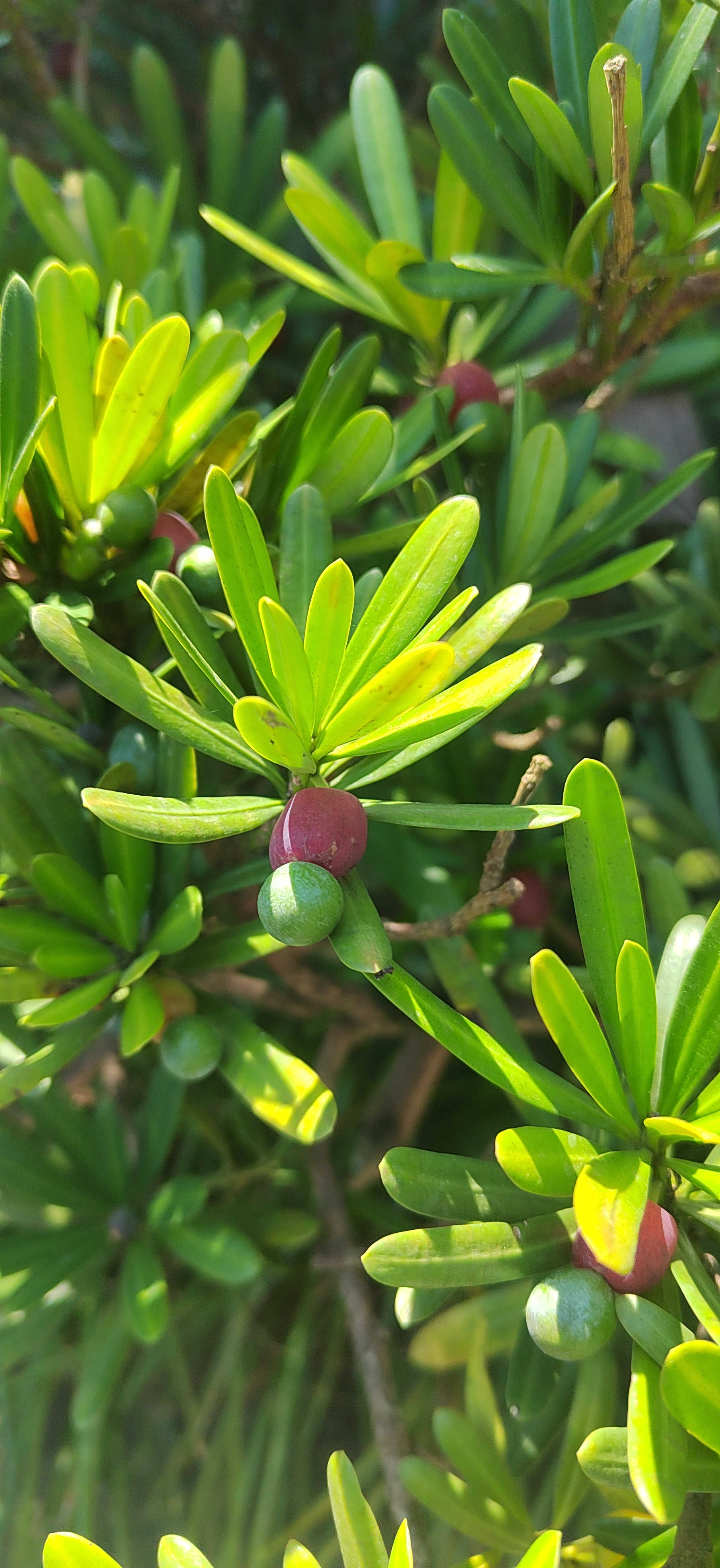 因红色肉质种托似罗汉的袈裟,种子似罗汉的光脑袋,故名"罗汉松".