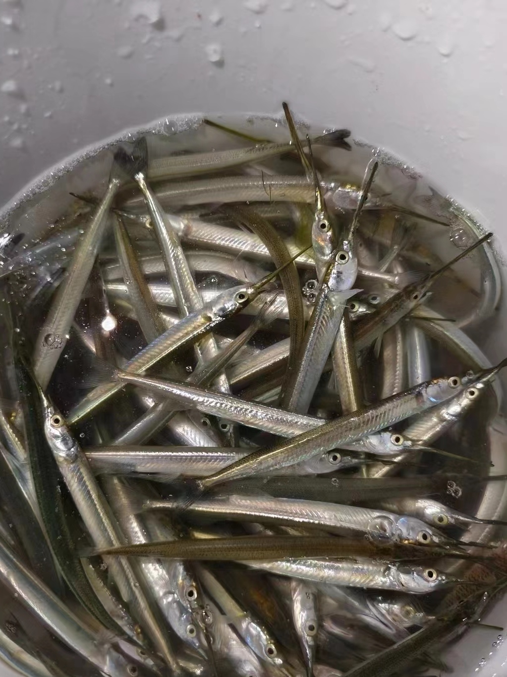 这是什么鱼啊,嘴巴上一根又长又尖的刺,不知道吃起来会不会很扎嘴