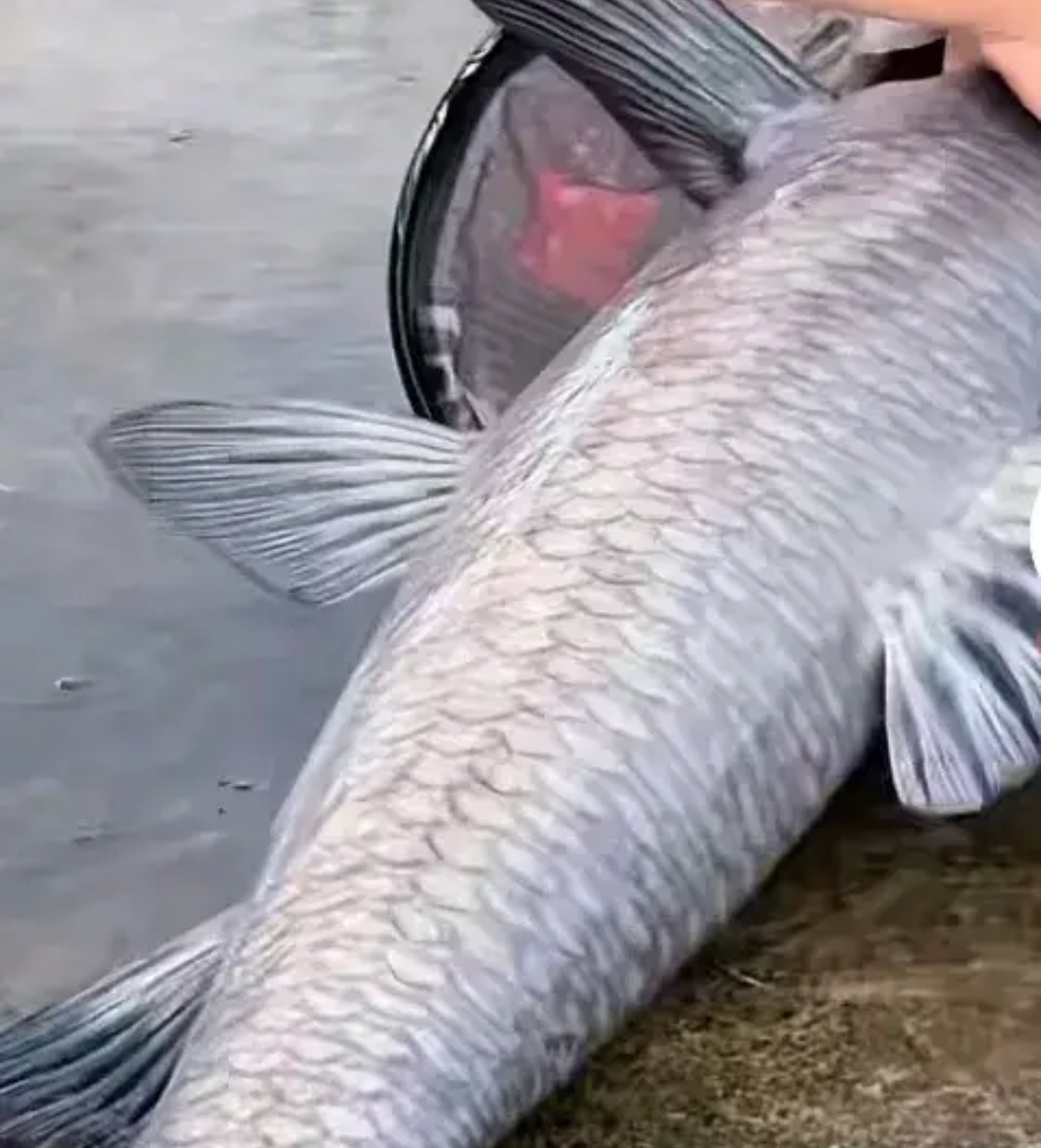 今天这钓鱼人给我打电话,说钓了条大草鱼,问我要不要.