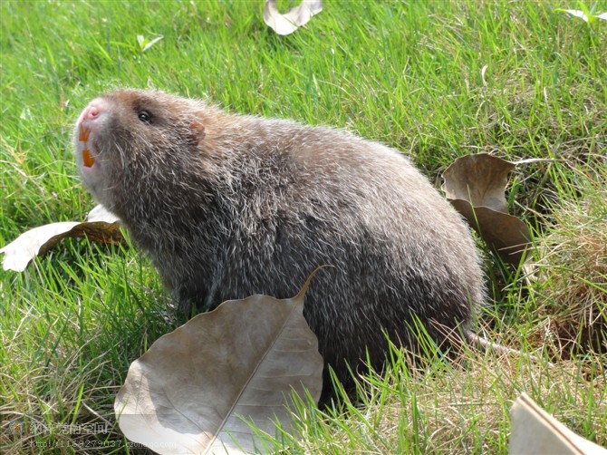 竹鼠养殖十大优势,竹鼠外形可爱且繁殖力强