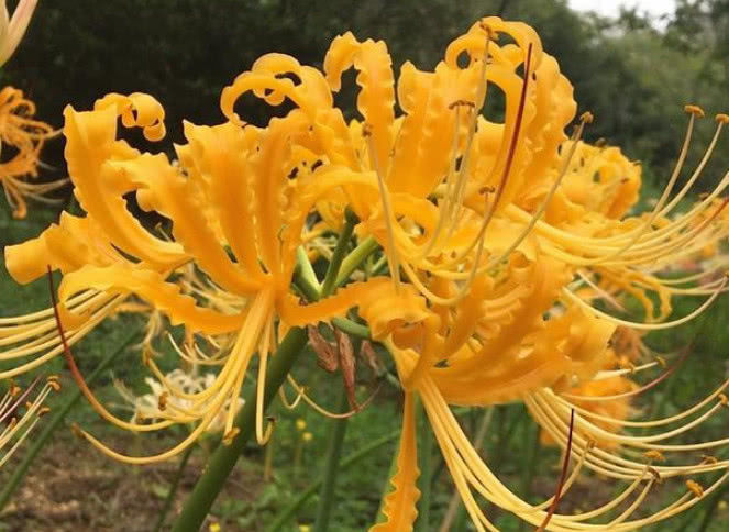 忽地笑是不是彼岸花?花语是什么?有什么作用
