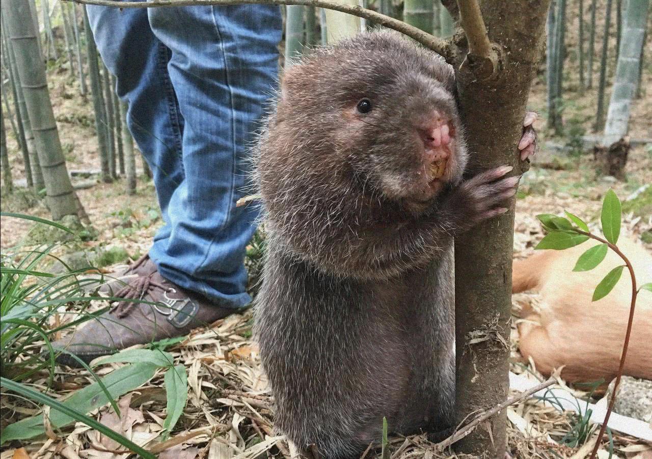 竹鼠养殖十大优势,竹鼠外形可爱且繁殖力强