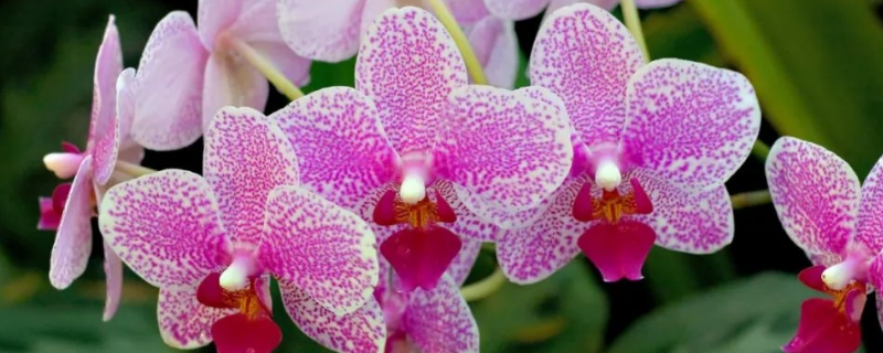 兰花白绢病的防治方法,症状和发病特点