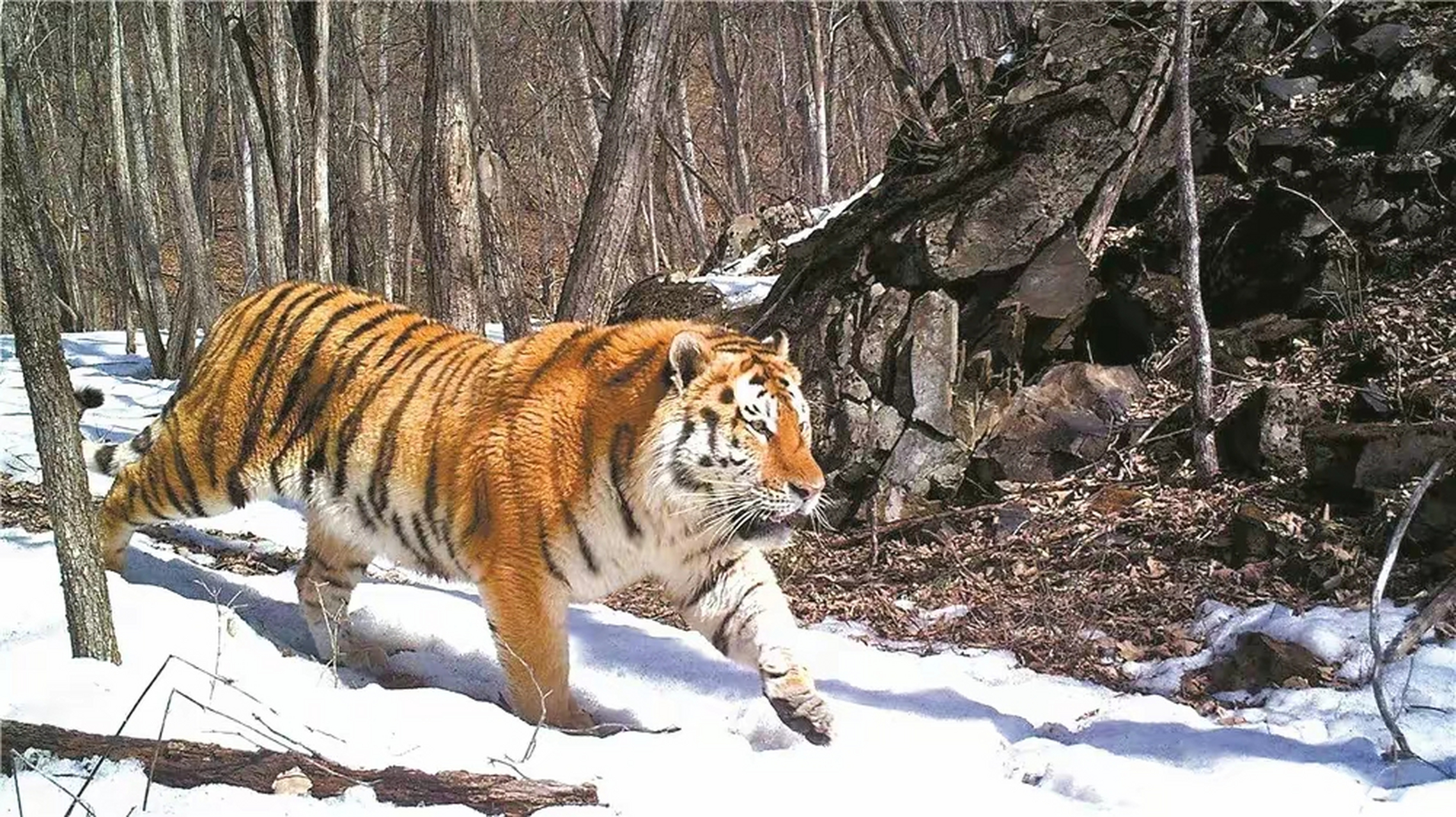 东北虎"完达山1号"又现身啦,他四处游荡,跑到其他老虎的领地找配偶