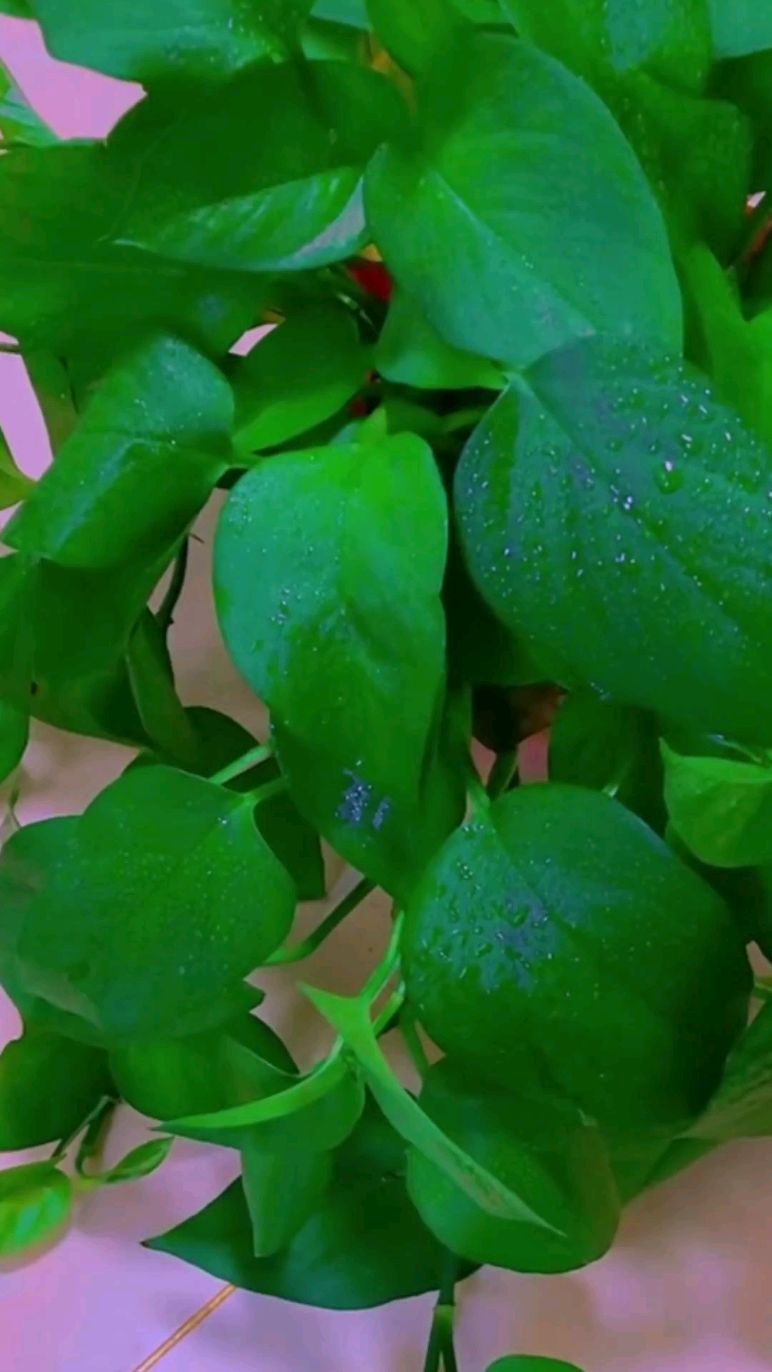 淘米水家家都有,不要小看这个淘米水,发酵以后浇绿萝是非常好的