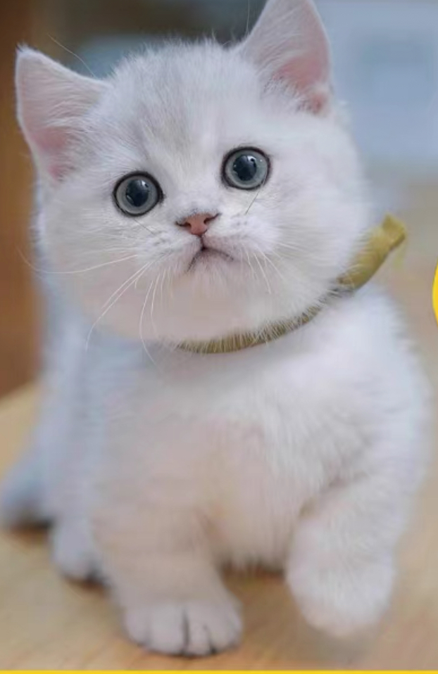 有一双灵动的大眼睛,探索奇妙世界.还有一身柔软绒绒的白色绒毛外套