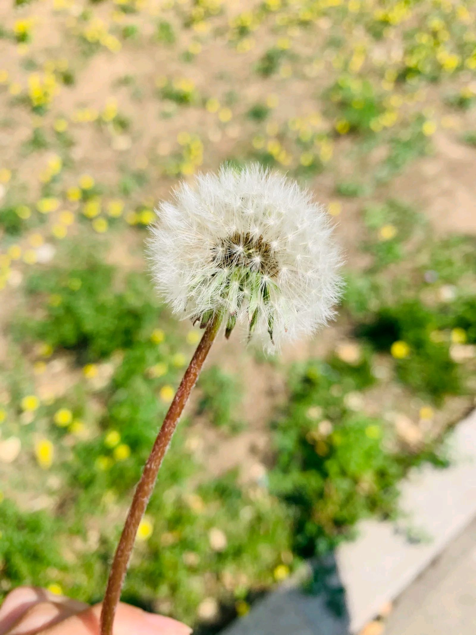 农村植物大全100种图片