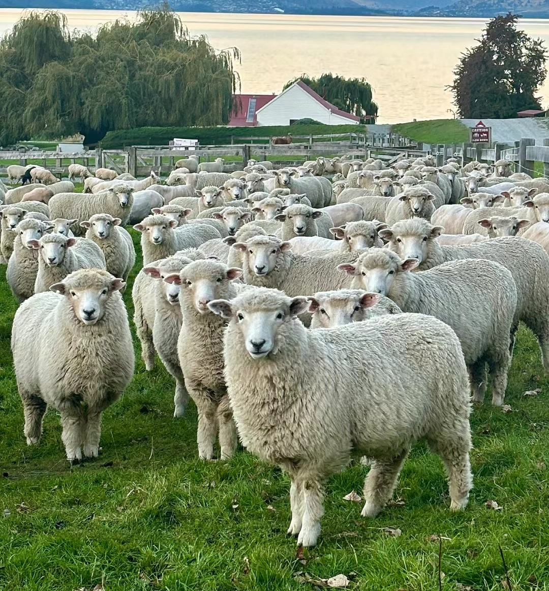 网友甲观点: 放100只羊不去管,是想过几年会看到山坡上牛羊成群的