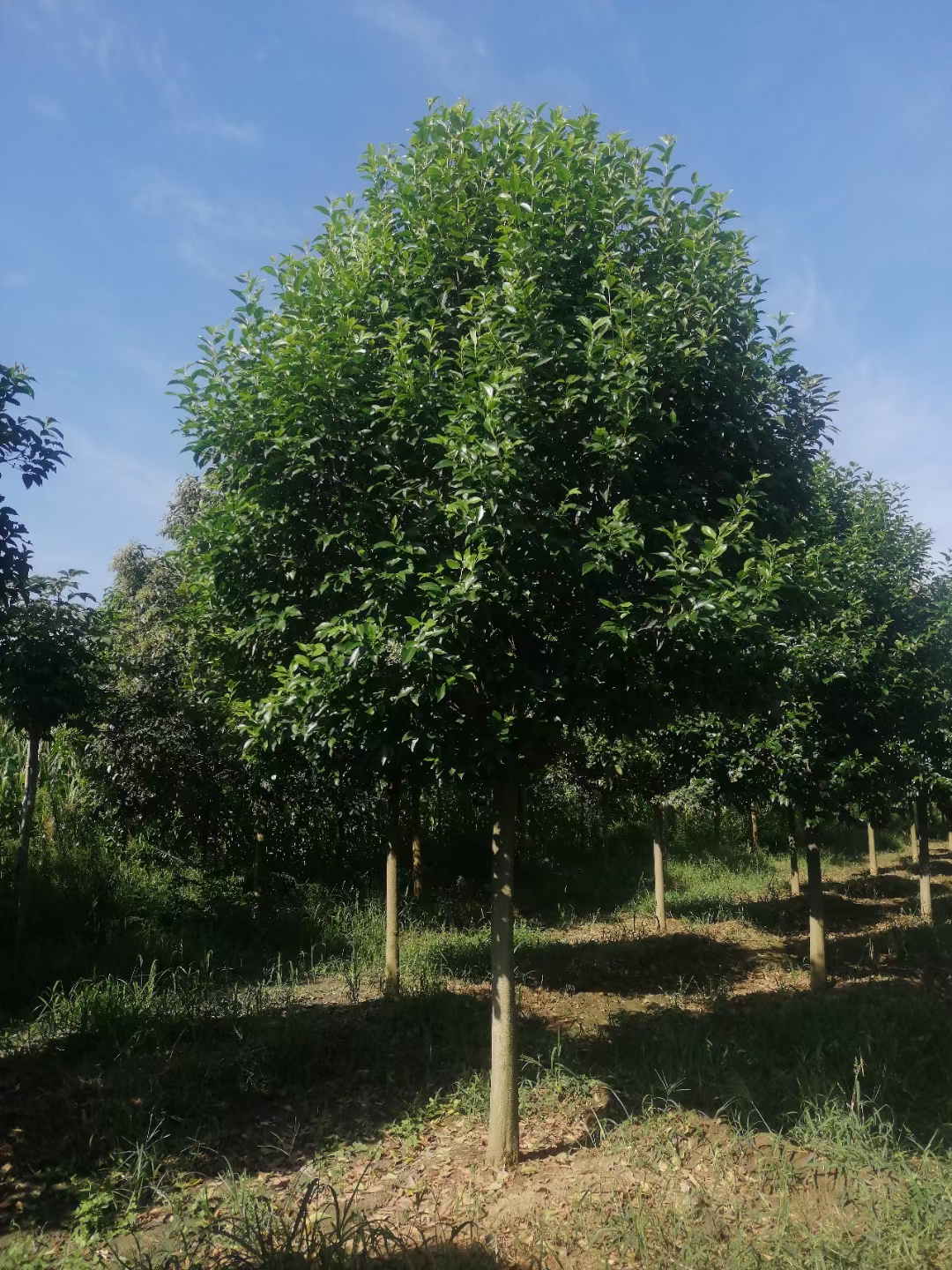 大叶女贞,是园林绿化常用的常绿乔木,用途比较广泛