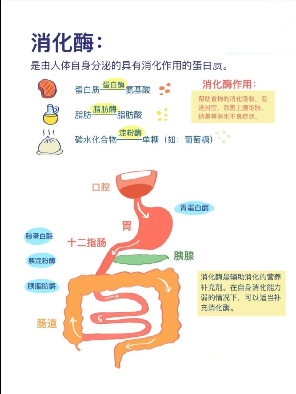 人体消化系统科普文章图片