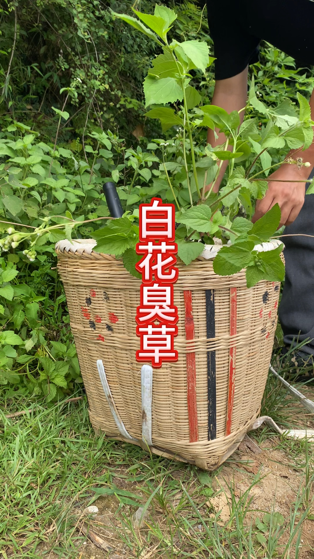 小白花草药图片