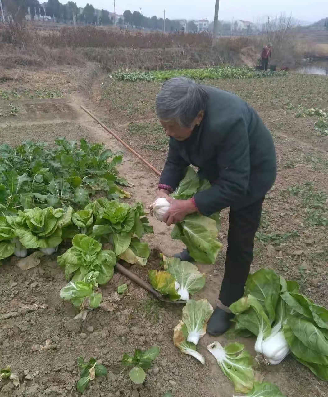 农村老人可怜图片