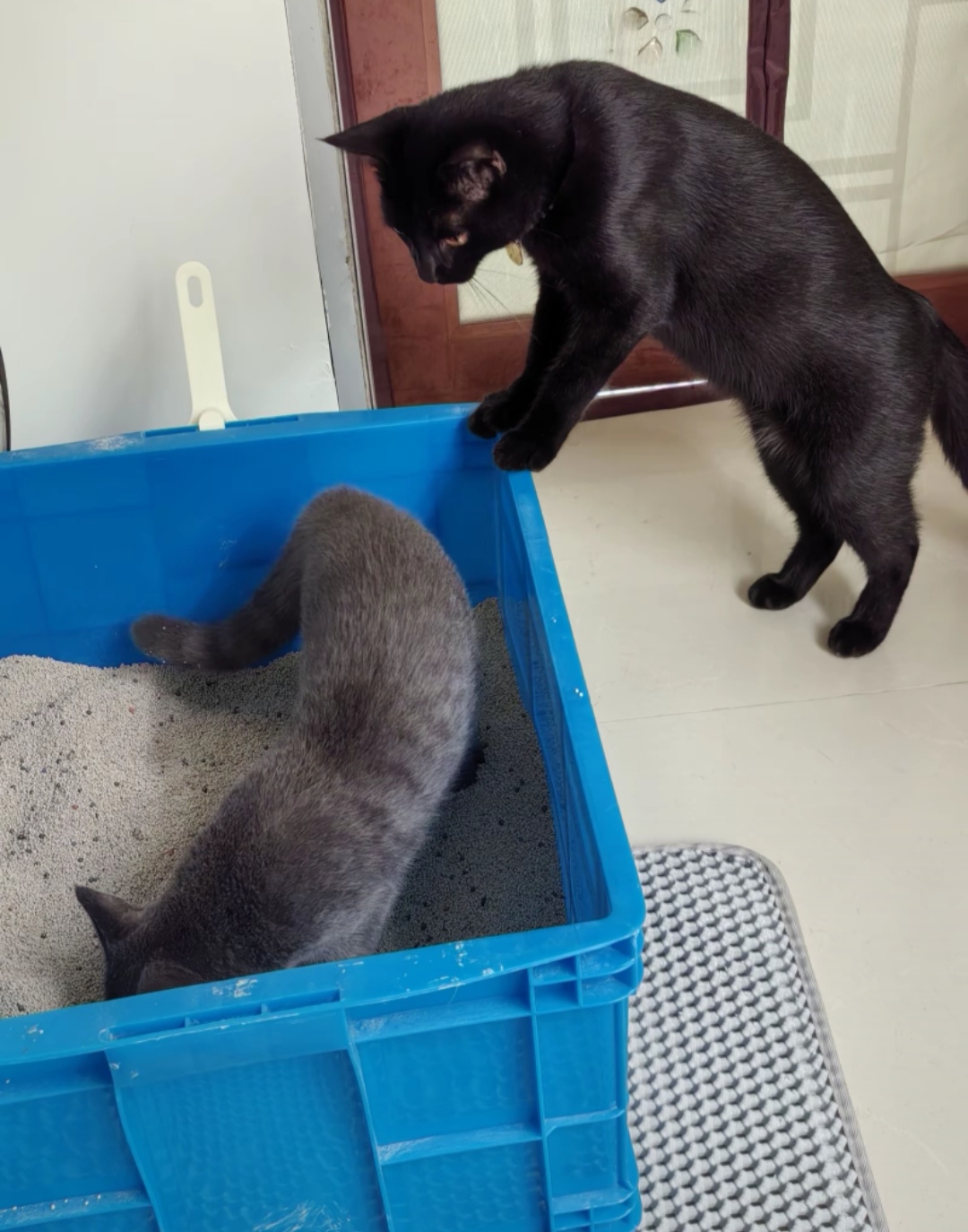 蓝猫刚刚来我家的时候也不会埋然后黑猫就天天都守着她每次她不埋