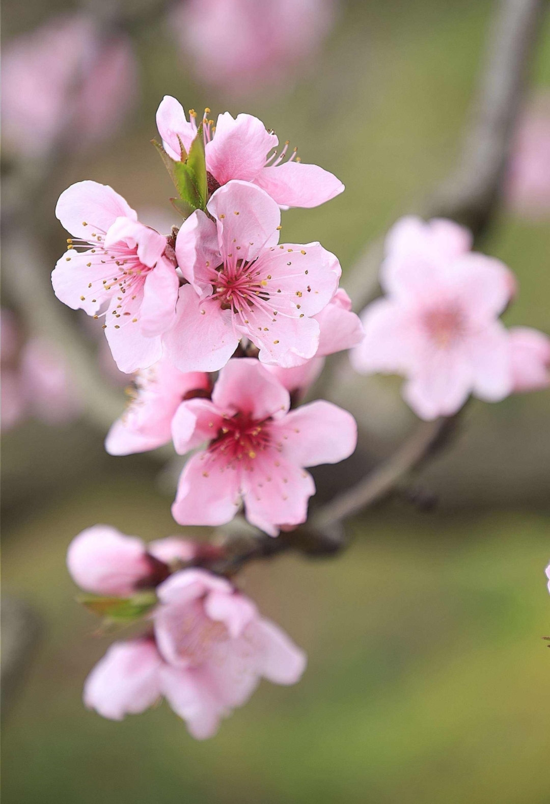关于恋爱———给儿子的一点儿忠告