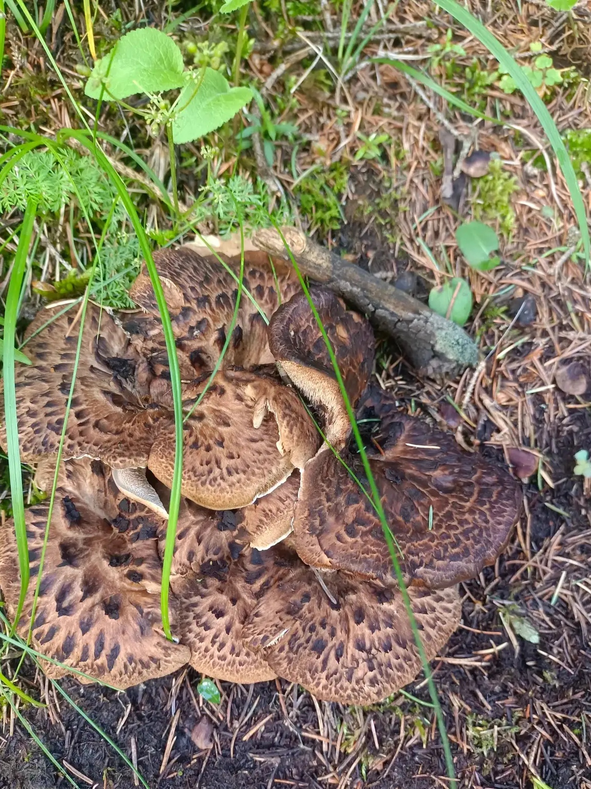听说这种野生菌是极品啊,不知道的时候光看这外表就不敢说是可以食用