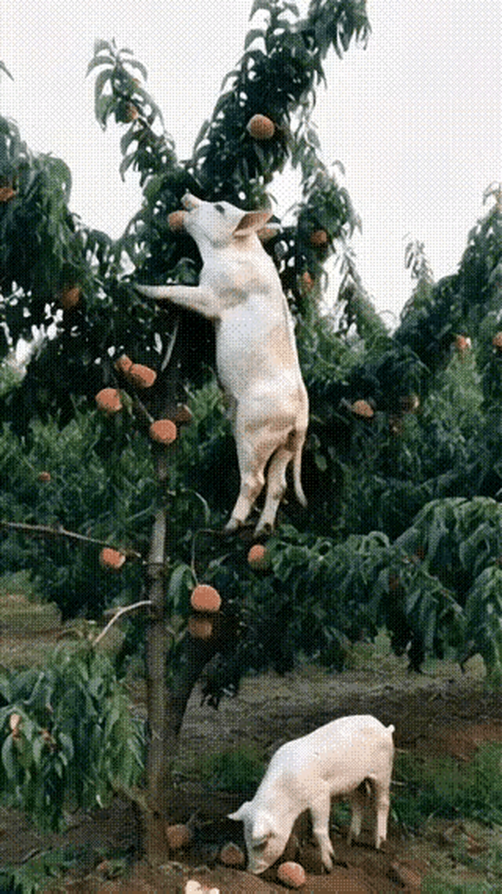 **标题:全网震惊:猪会爬树吃桃子?
