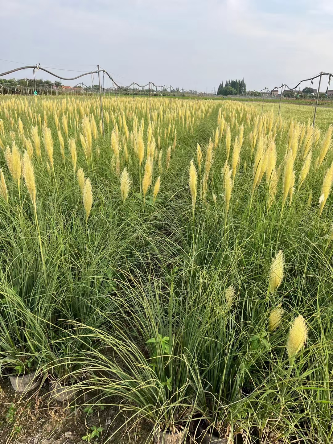矮蒲苇花境,或沿城市道路 园路成片种植 也可庭院栽培 丛植于岸边