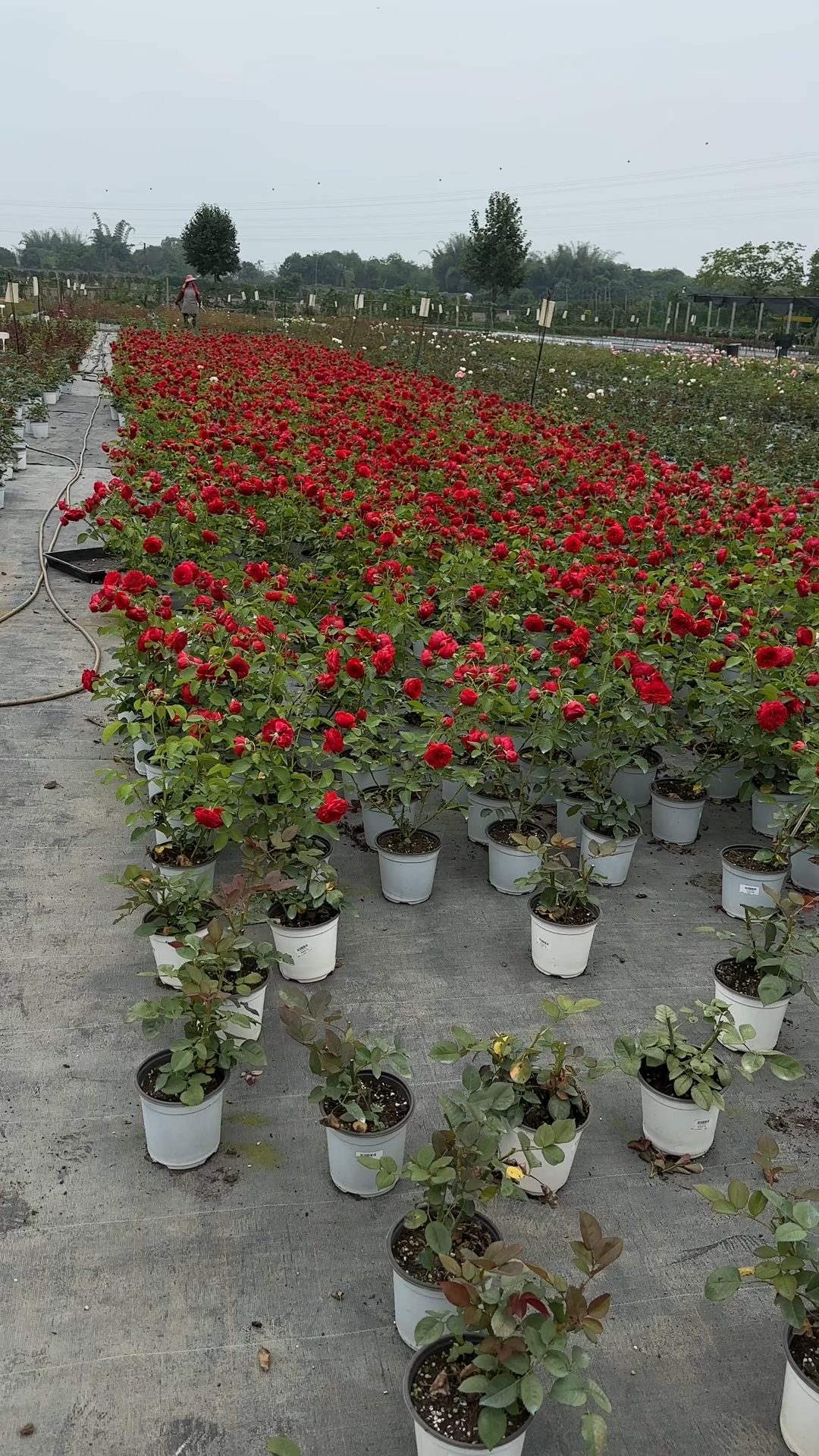 标准正宫红月季红苹果,植株矮壮,多头又勤花,花期长