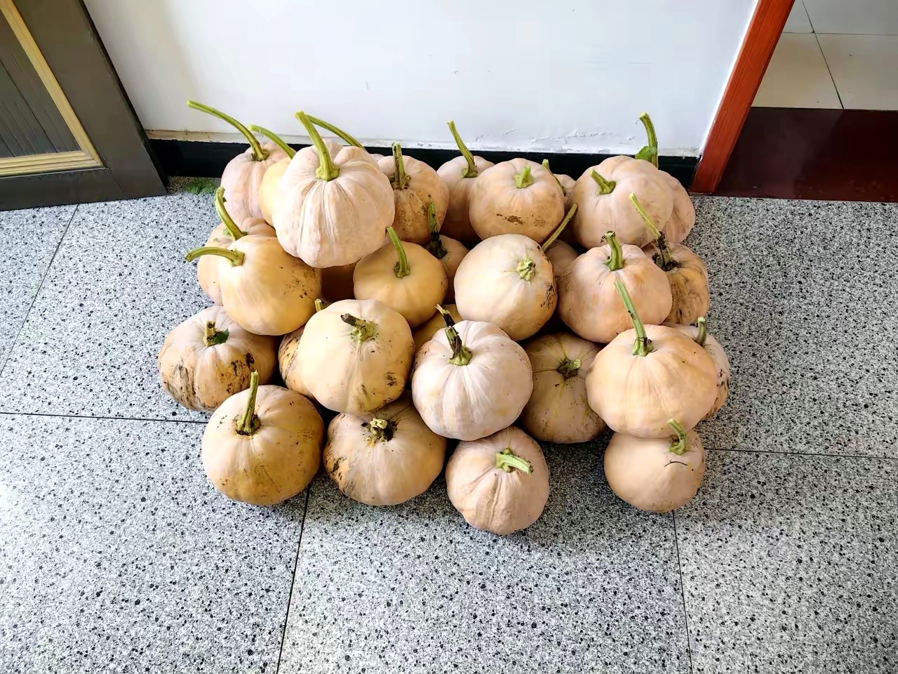 瓜在饭锅上蒸好,吃起来还有