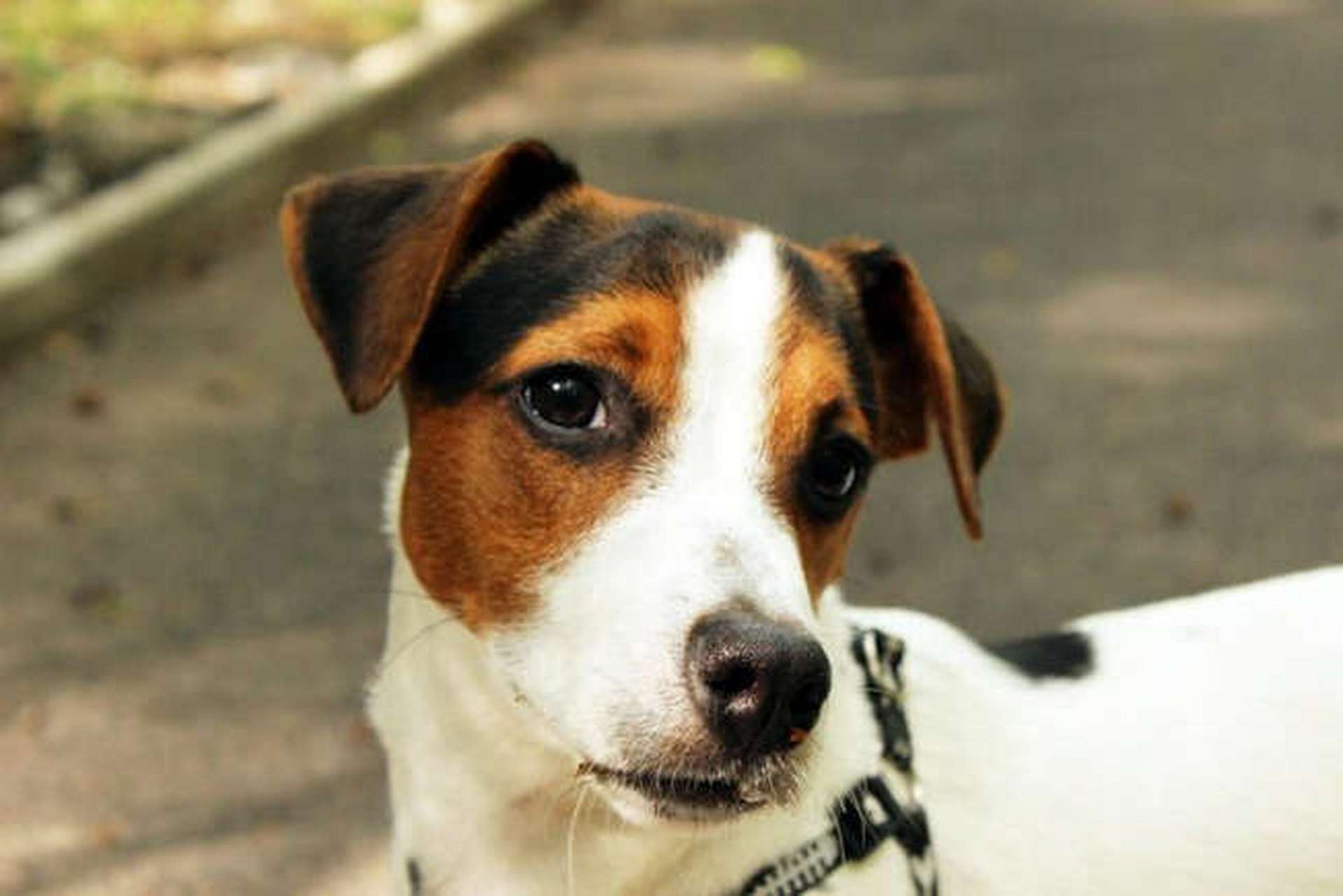 科普一些奇奇怪怪的冷知识# 不适合新手饲养的犬种:杰克罗素梗 杰克
