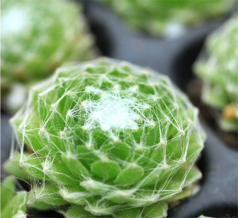 蛛丝卷绢的养殖方法,附生长习性和繁殖方法