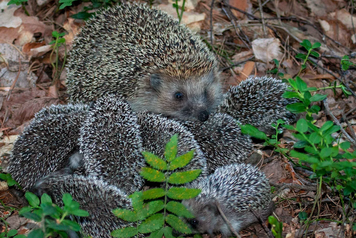 普通刺猬:关于刺猬的不寻常事实