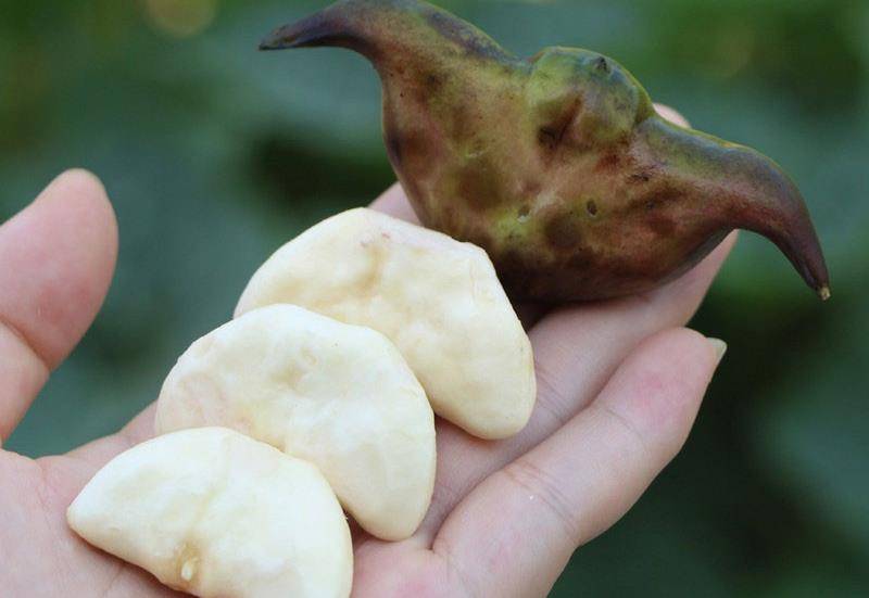 菱角多少钱一斤?有哪些种类