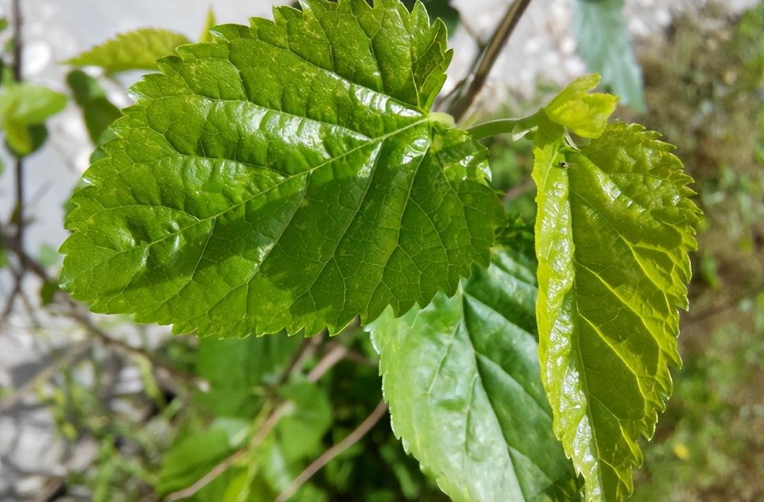 长在树上的野菜图片图片