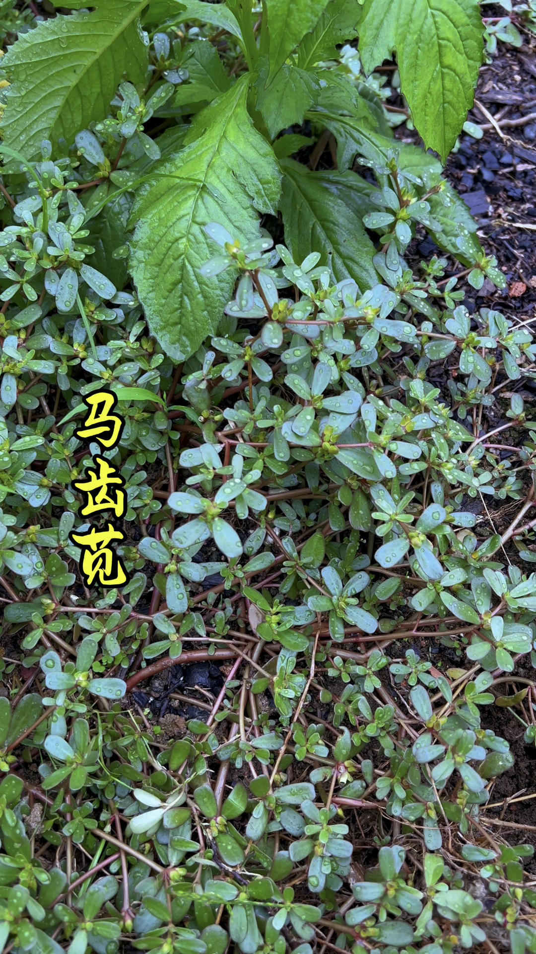 马齿苋是菜园子里常见的杂草,如果在你菜园还有请不要当杂草除掉