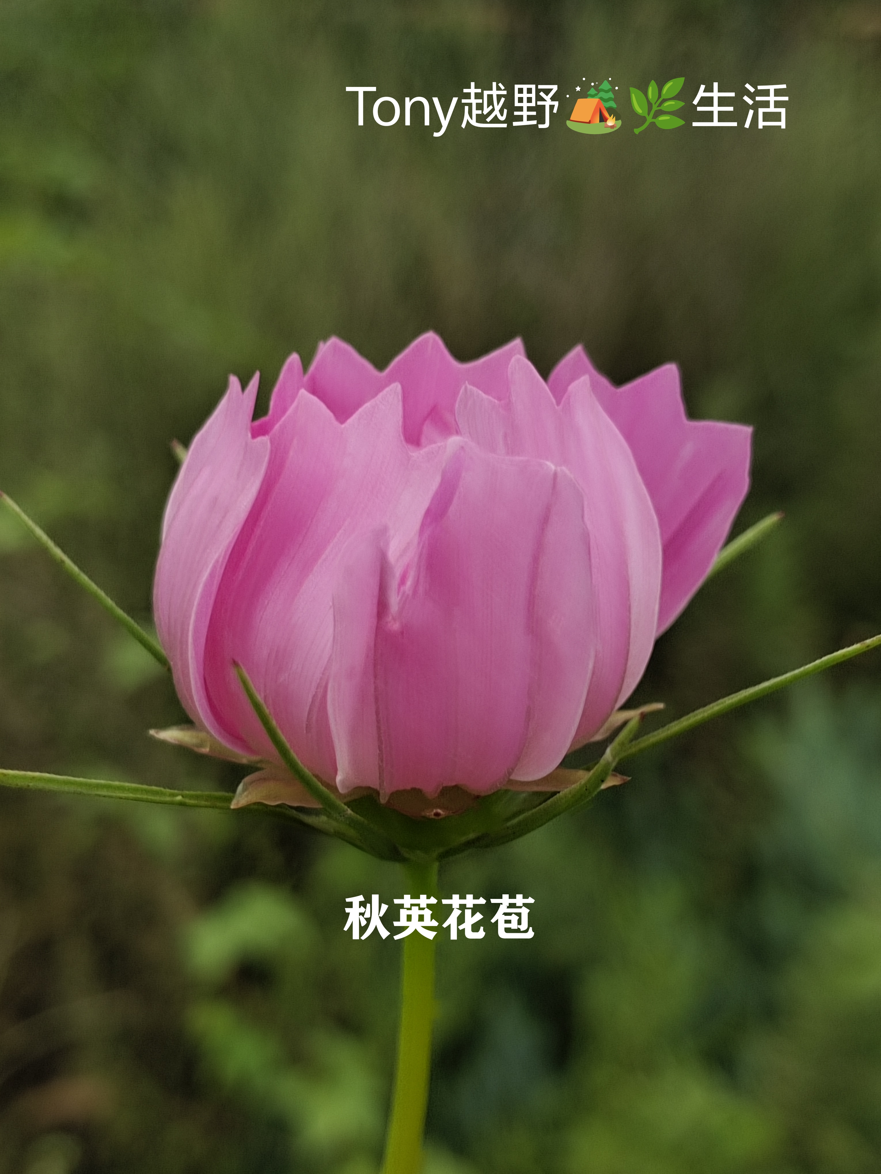 记录分享八月立秋大山里植物,学名:狗娃花&秋英(波斯菊)