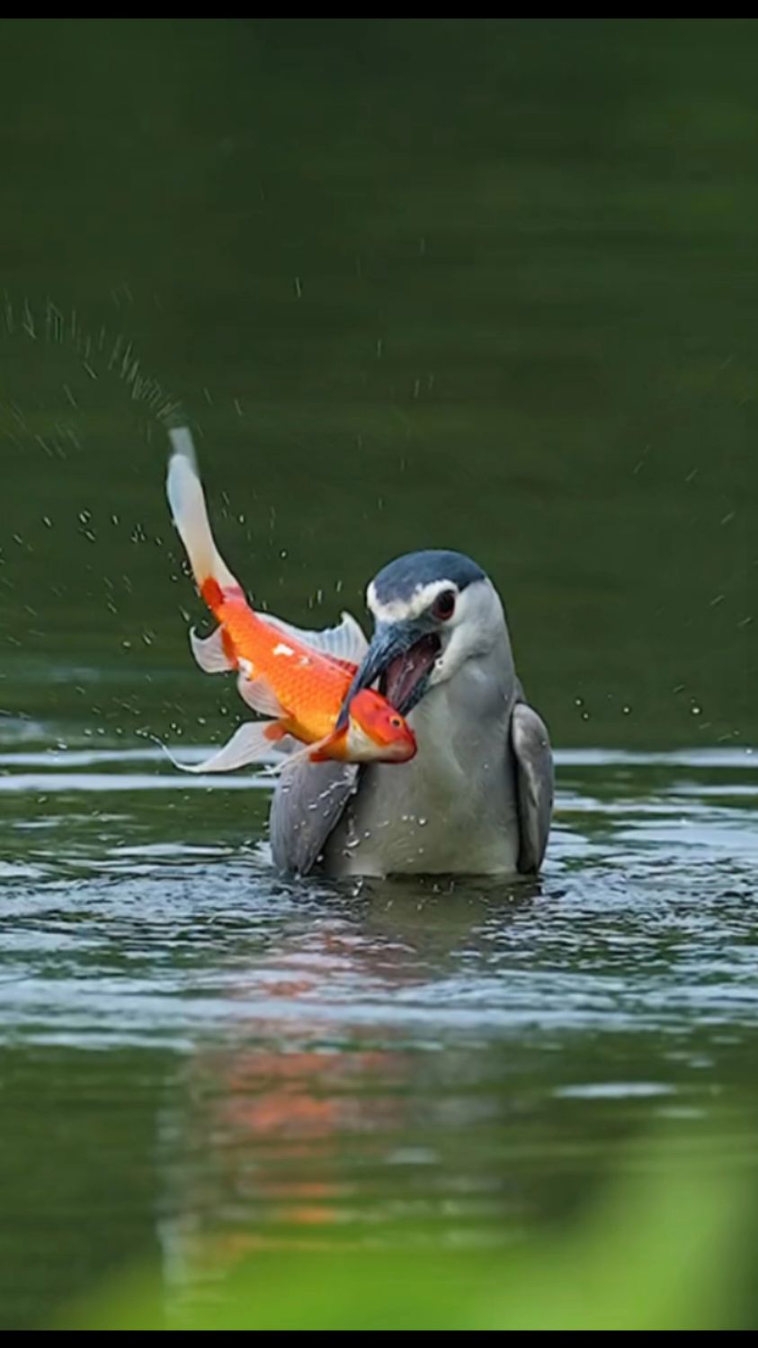 鸟抓鱼速度真快