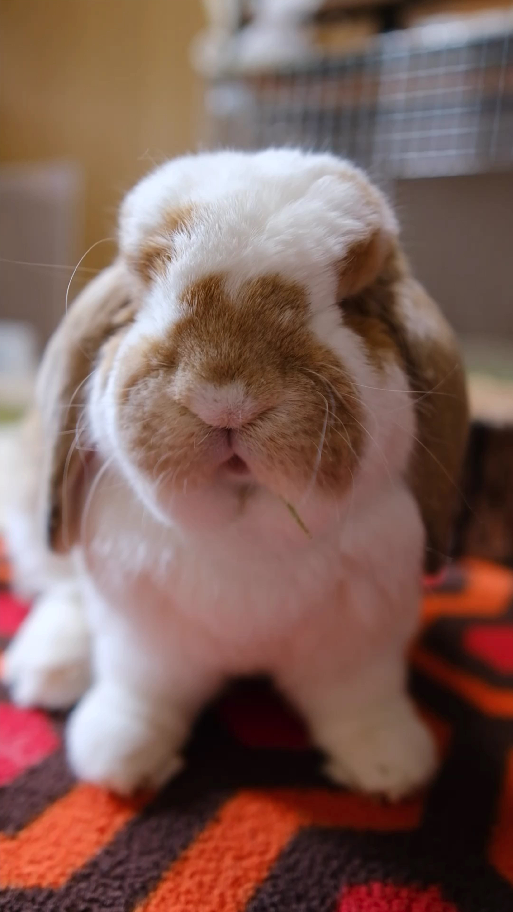 肥兔子:可爱的温暖存在