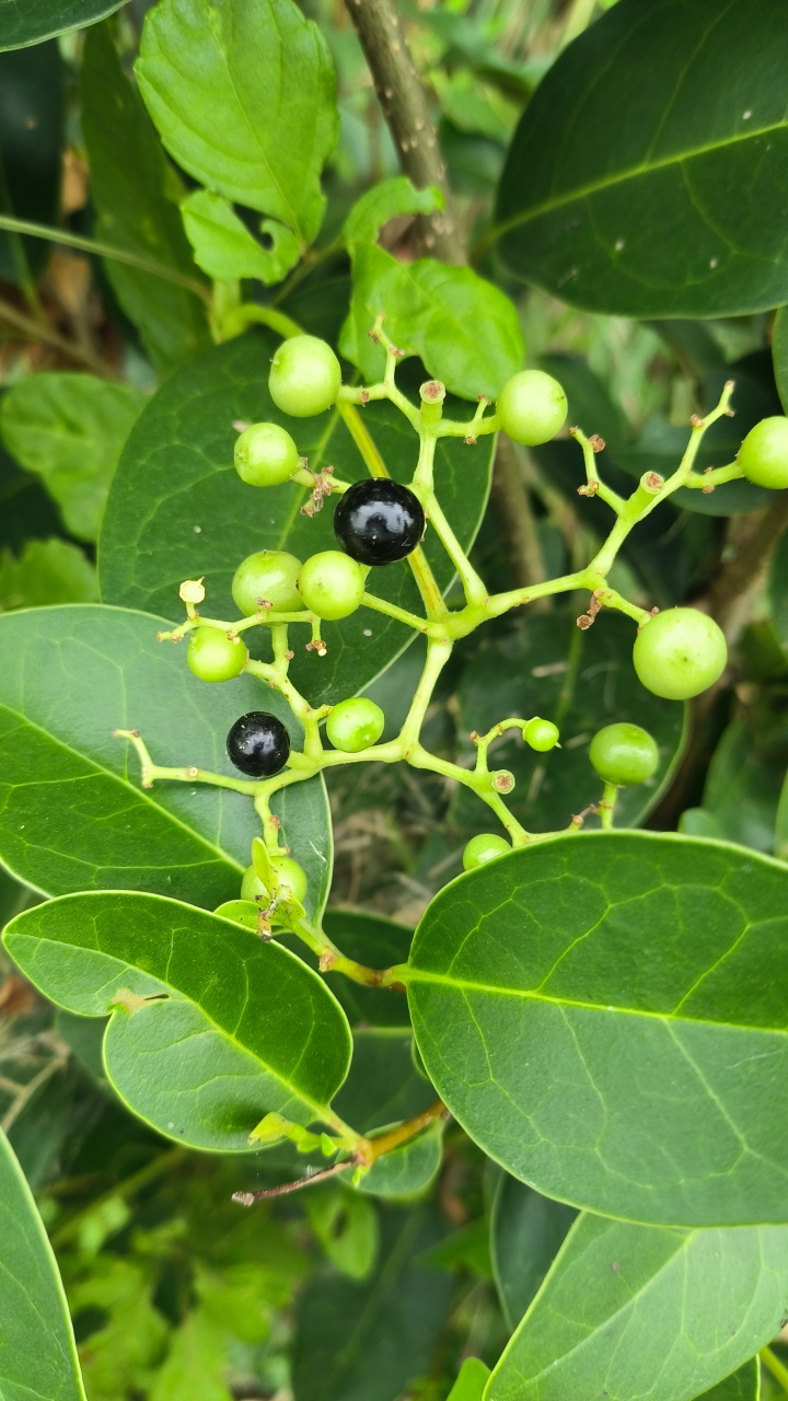 果子是黑色的,圆圆的,然后是爬藤植物,果子有点像野葡萄.