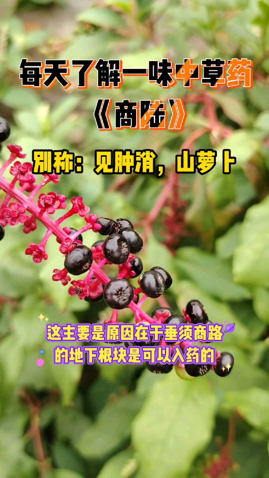 每天了解一味中草药,商陆也叫见肿消,果实像野葡萄一样全株有毒