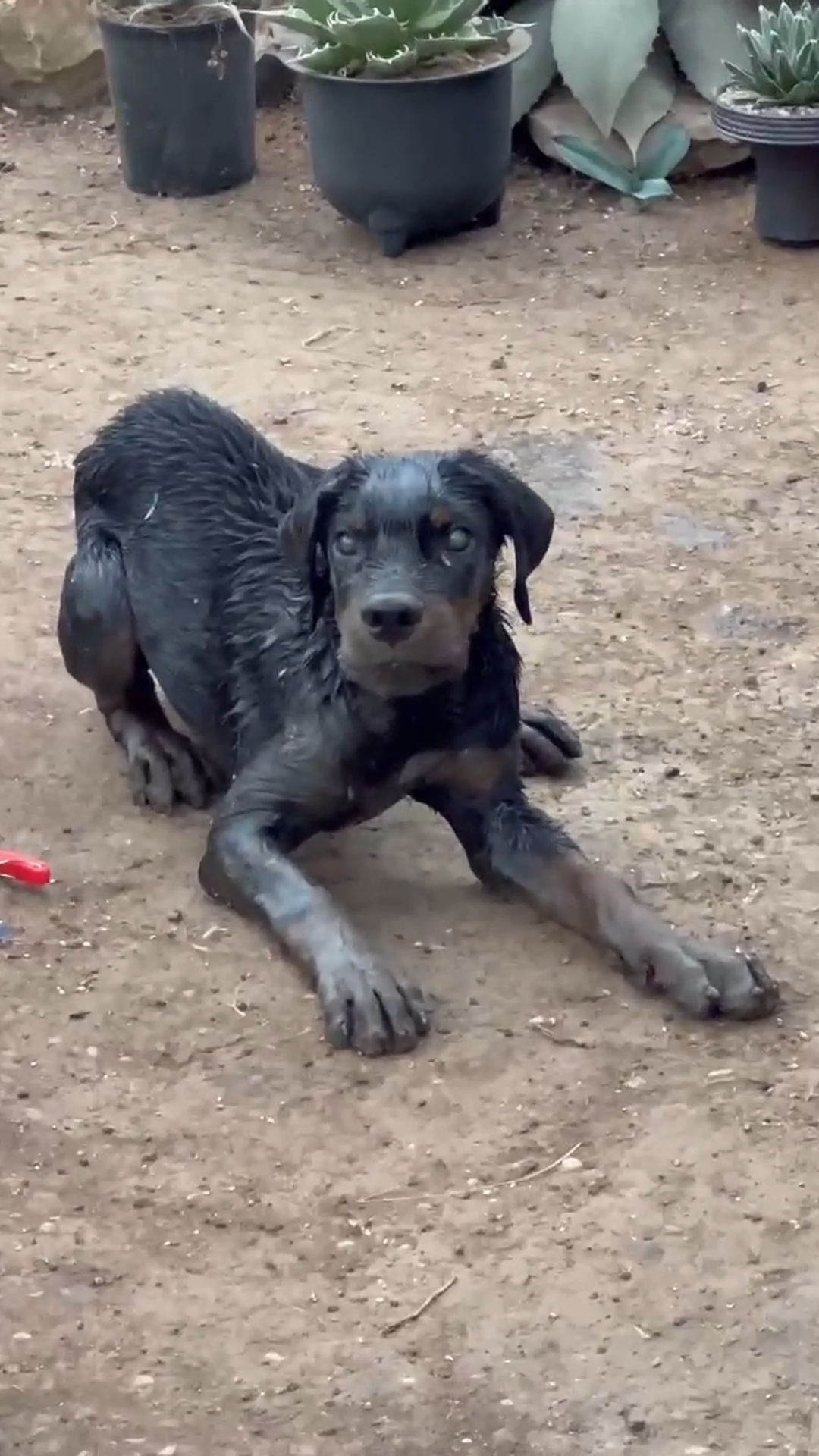 狂犬病人发作图片图片