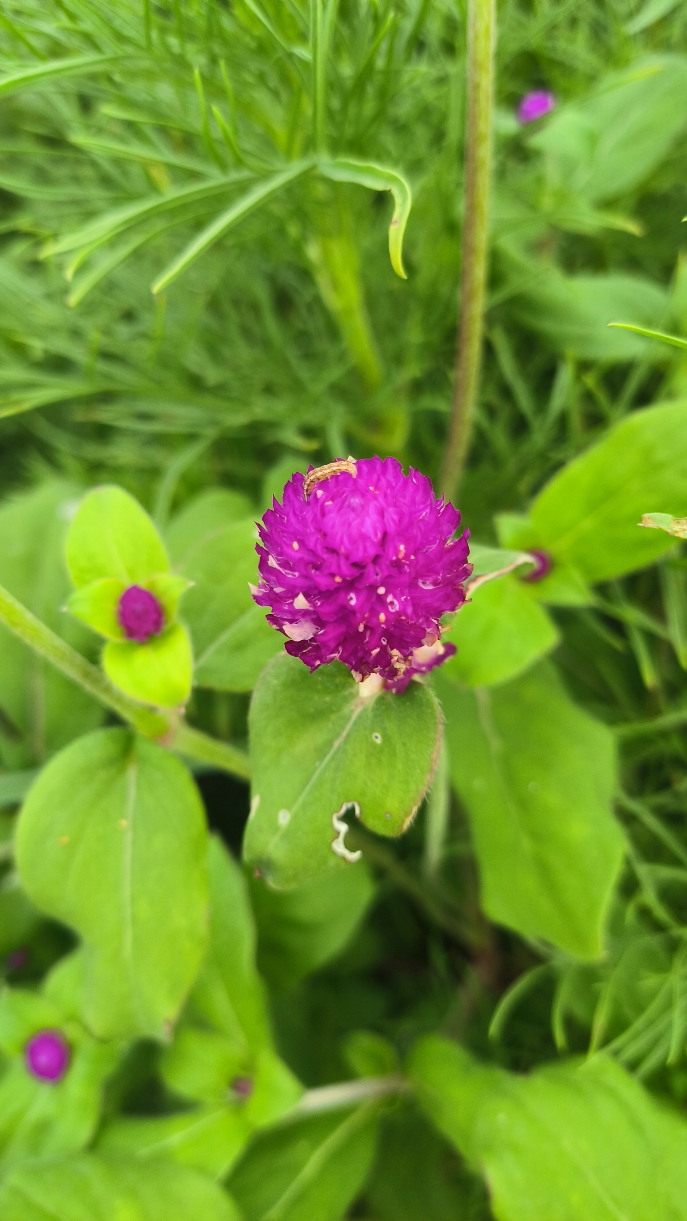 人有百日好,花千日红百日晒植物红节草超漂亮有感觉的单枝花草风景